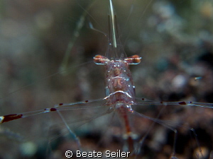 Shrimp by Beate Seiler 
